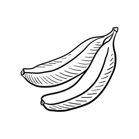 bananas, vector drawing sketch of fruitのイラスト素材