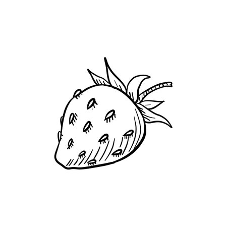 strawberry, vector drawing sketch of berryのイラスト素材