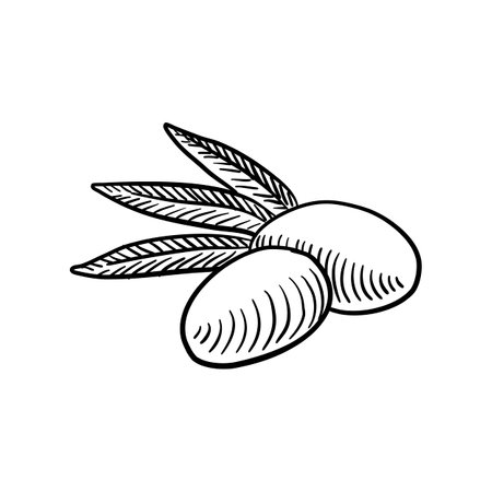 olives, vector drawing sketch of vegetableのイラスト素材