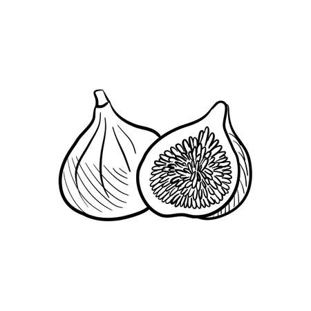 fogs, vector drawing sketch of fruitsのイラスト素材
