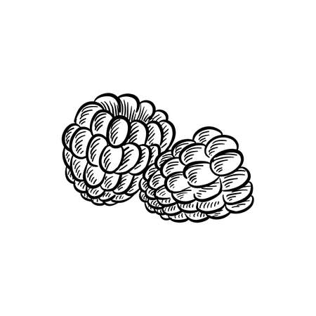 raspberry, vector drawing sketch of berryのイラスト素材