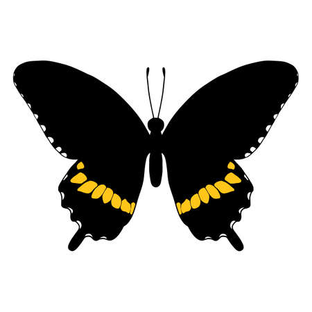 vector drawing mormon butterflyのイラスト素材
