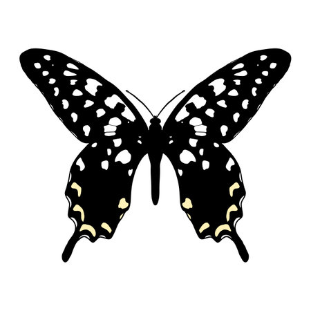 Vector drawing Madagascar giant swallowtail butterflyのイラスト素材