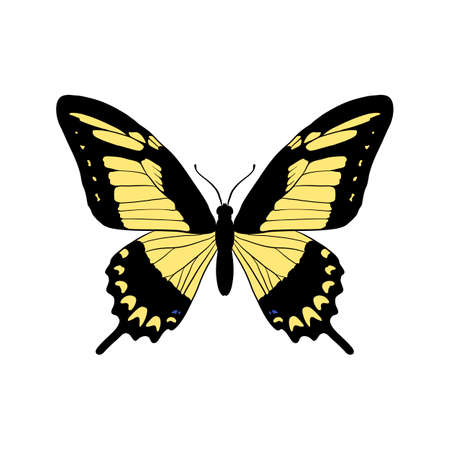 vector drawing broad-banded swallowtail butterflyのイラスト素材