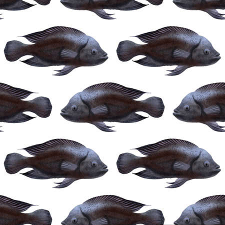 seamless pattern with drawing tropical fishesの写真素材
