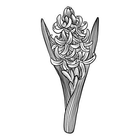drawing flower of hyacinthのイラスト素材