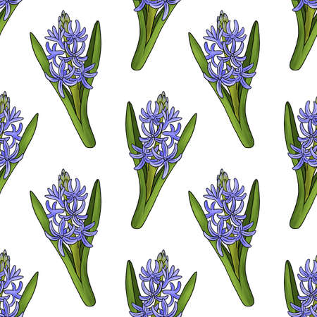 drawing flower of hyacinth isolated at white backgroundの写真素材