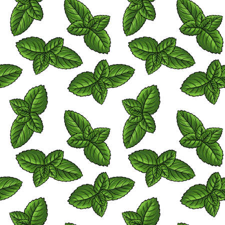 seamless pattern with drawing plant of mintの写真素材