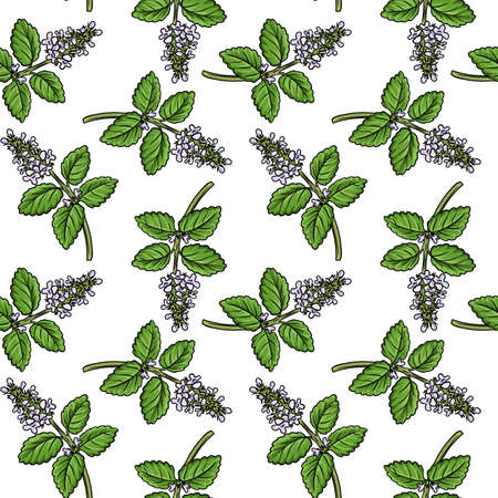 seamless pattern with plant of lemon balmの写真素材
