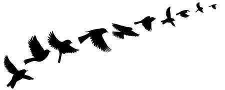 vector drawing flying birds silhouettesのイラスト素材