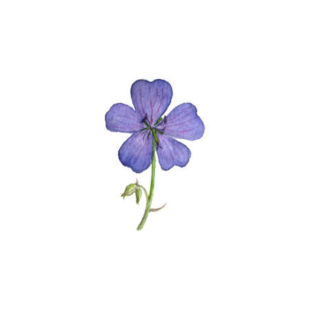 watercolor drawing flower of meadow geraniumの写真素材