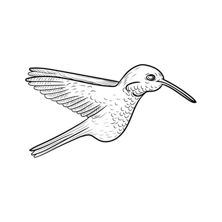 vector drawing humminhbirdのイラスト素材