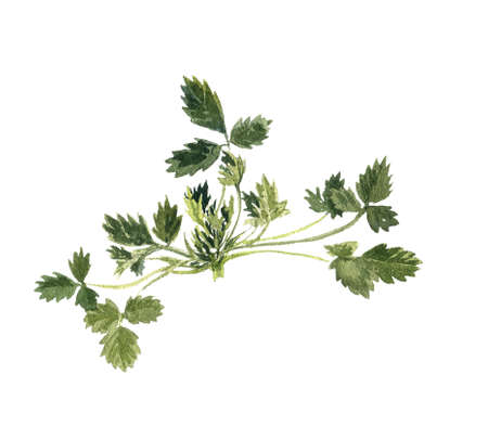 watercolor drawing sketch of plantの写真素材