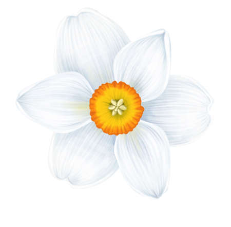 drawing flower of narcissusの写真素材