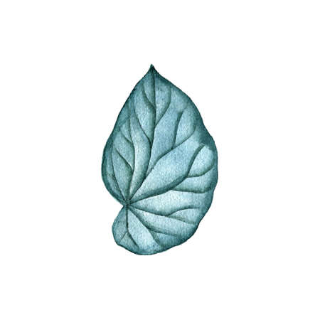 watercolor drawing tropical green leafの写真素材