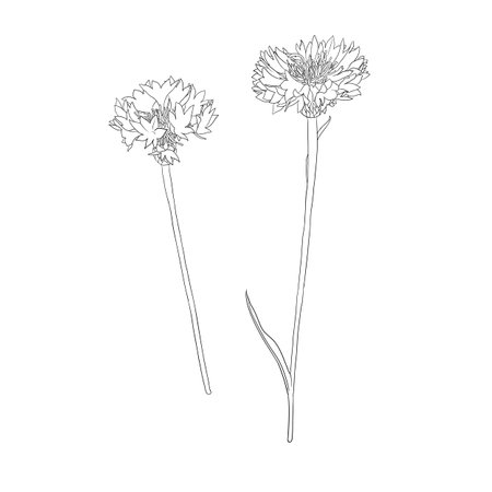 vector drawing flowers of cornflowerのイラスト素材