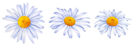 drawing flowers of daisyの写真素材