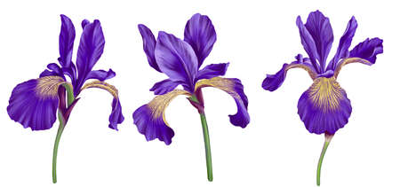 drawing flowers of iris