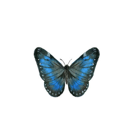 watercolor drawing blue morpho butterfly