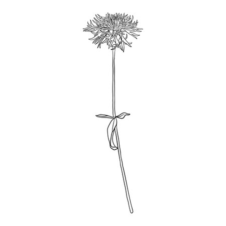 vector drawing flower of greater knapweedのイラスト素材