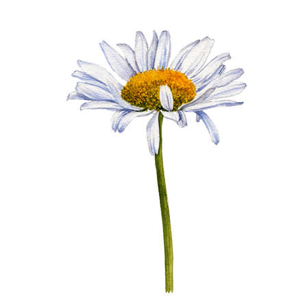 watercolor drawing flower of ox-eye daisyの写真素材