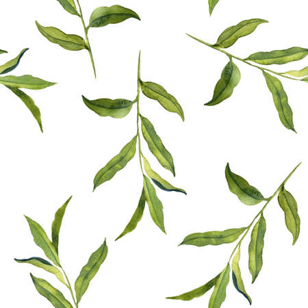 watercolor drawing branch of willow treeの写真素材