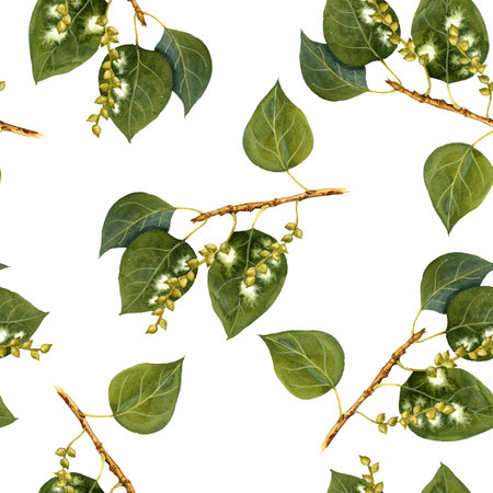 watercolor drawing branch of poplar treeの写真素材