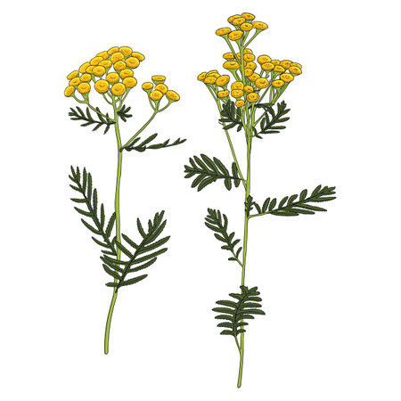 vector drawing flowers of tansyのイラスト素材