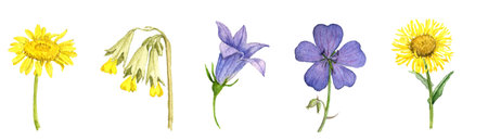watercolor drawing wild flowersの写真素材