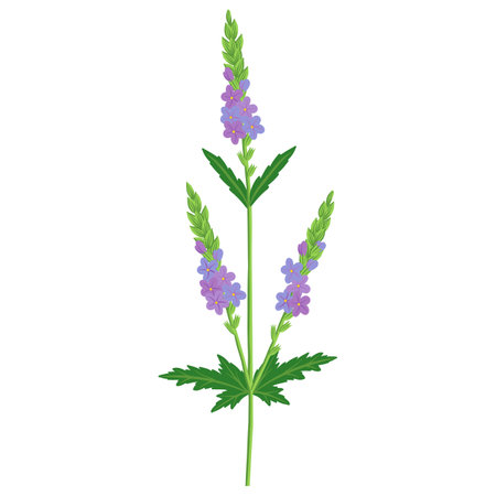 vector drawing flower of verbenaのイラスト素材