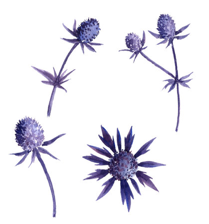 watercolor drawing sea hollyの写真素材