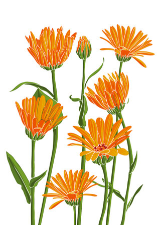 vector drawing wild flowersのイラスト素材