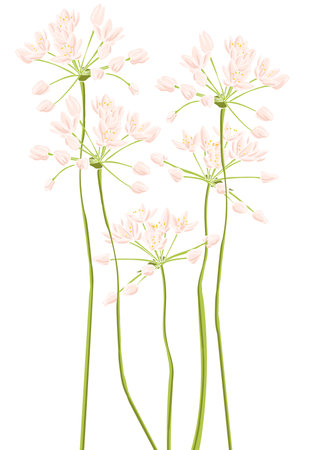 vector drawing wild flowersのイラスト素材