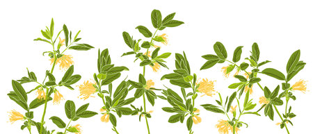 vector drawing wild flowersのイラスト素材