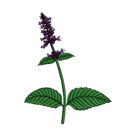 vector drawing plant of Korean mint, Patchouliのイラスト素材