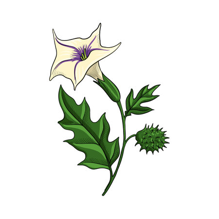 vector drawing plant of thorn apple, jimsonweedのイラスト素材
