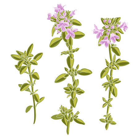 vector drawing plant of wild thymeのイラスト素材
