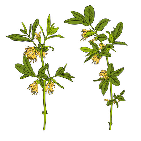 vector drawing flowerng honeysuckleのイラスト素材