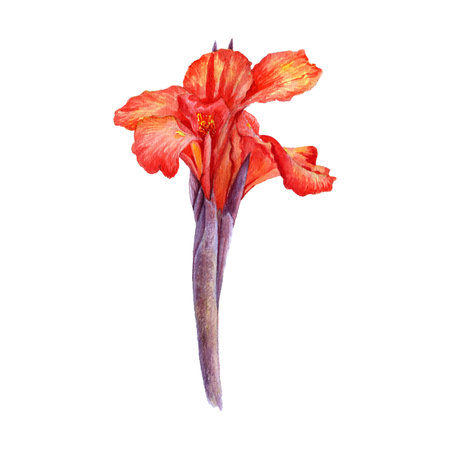 watercolor drawing flower of red canna lilyの写真素材