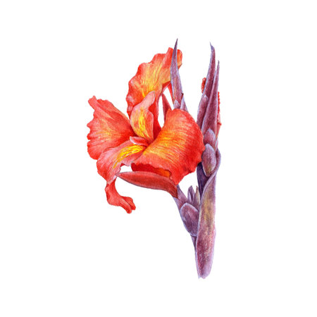 watercolor drawing flower of red canna lilyの写真素材