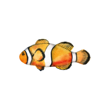 drawing tropical fish isolated at white backgroundの写真素材