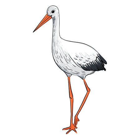 vector drawing bird, white storkのイラスト素材