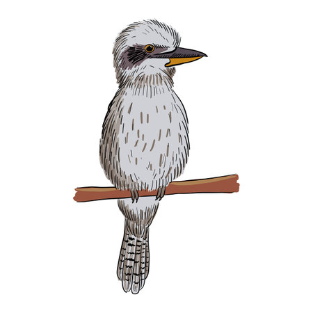 vector drawing bird, laughing kookaburraのイラスト素材