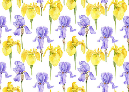 watercolor drawing flower of irisの写真素材