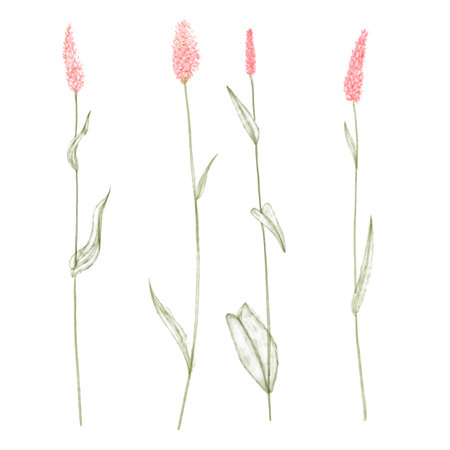 watercolor drawing wild plants