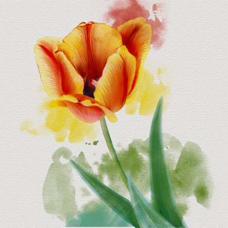 drawing pink flower of tulipの写真素材