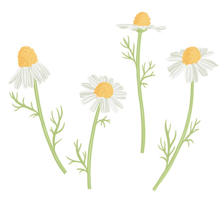 vector drawing wild flowers, wild camomileのイラスト素材
