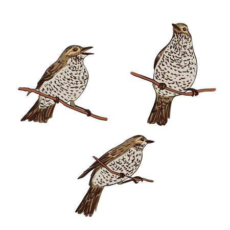 vector drawing bird, song thrushのイラスト素材