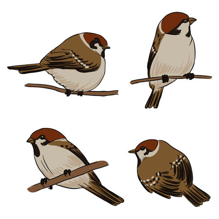 vector drawing bird, sparrowのイラスト素材