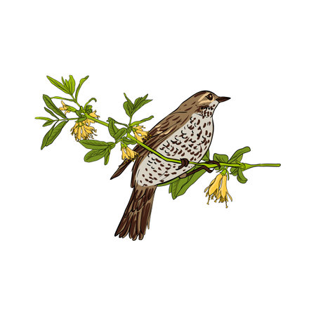 vector drawing bird, song thrushのイラスト素材